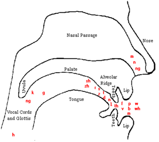 articulators are the place where the sounds are produced