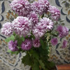Picture of Saida Abdellaoui